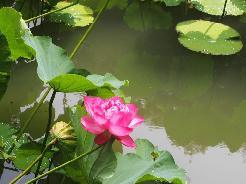 22年版 全国のおすすめ蓮 ハス スポット39選 見頃やイベントをご紹介 Recotrip レコトリップ