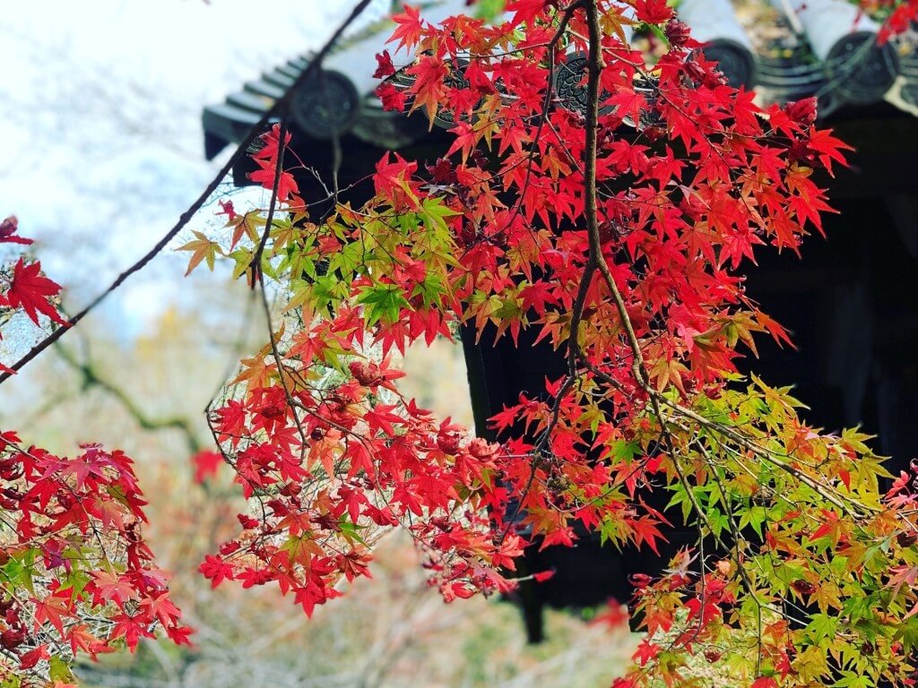水墨画 花 渓 人 仁 写 ？ ふきこぼれ ？