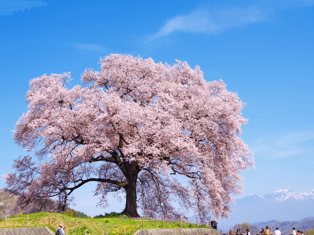 桜の開花特集 日本が誇る美しい桜の名所19選 Recotrip レコトリップ