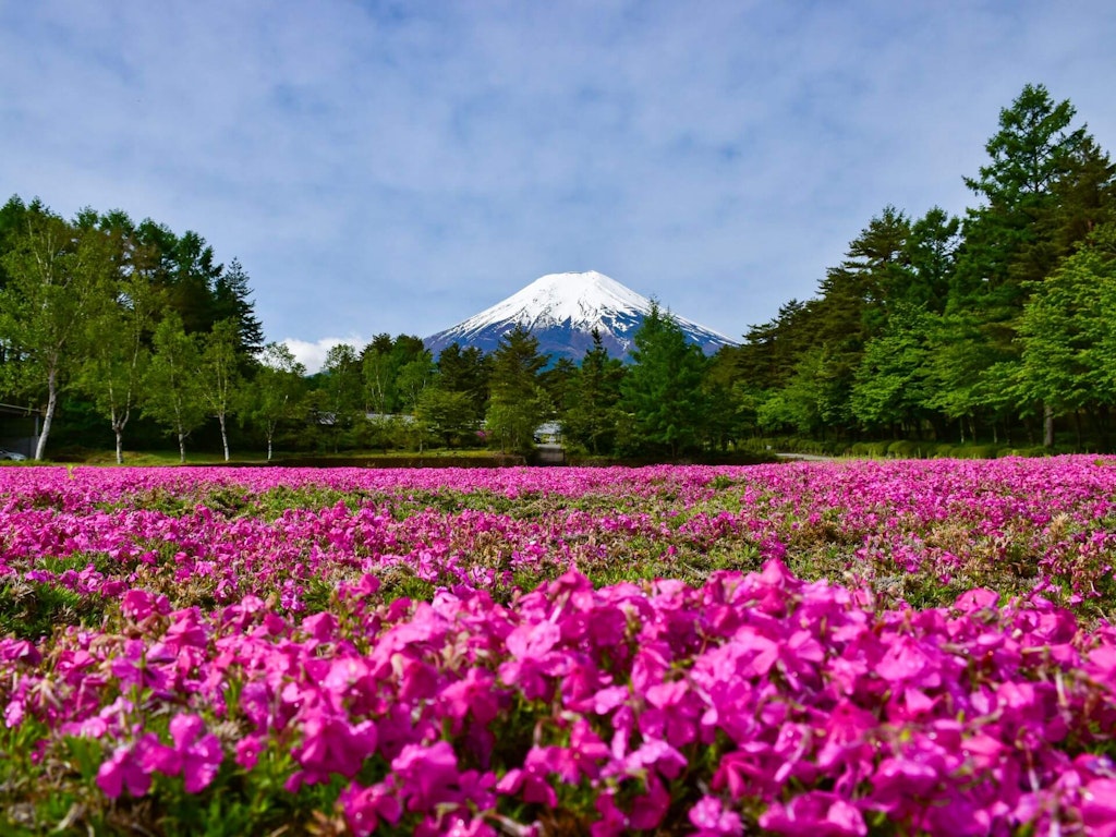 22年 中部 関西地方の芝桜おすすめ名所25選 見頃や開花情報も Recotrip レコトリップ