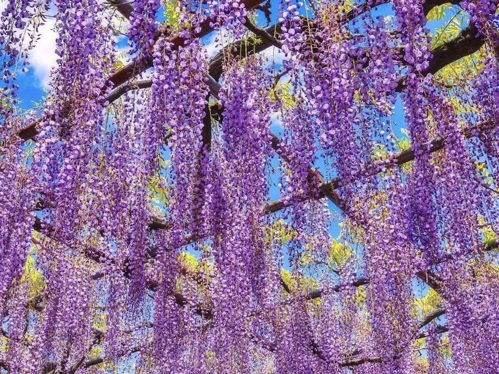22年 全国の藤 藤棚の名所43選 見ごろやイベント情報も Recotrip レコトリップ
