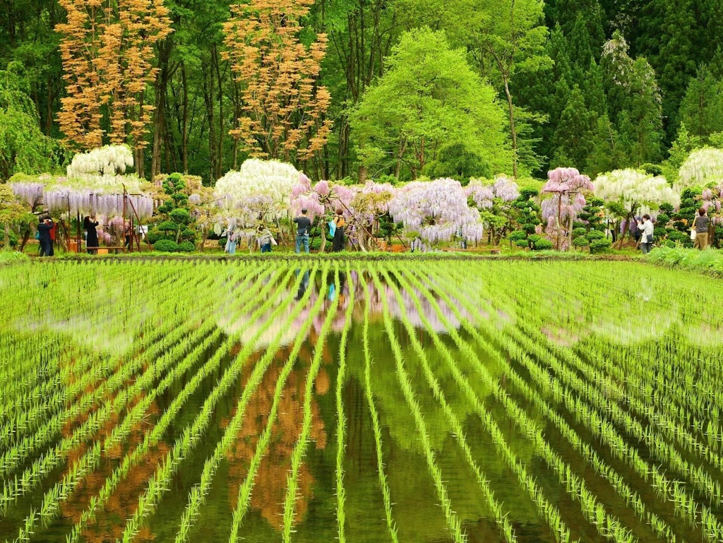 22年 全国の藤 藤棚の名所43選 見ごろやイベント情報も Recotrip レコトリップ