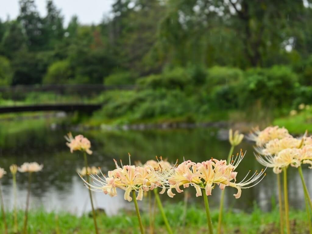 22年 全国のおすすめ彼岸花 ヒガンバナ の観光名所 定番から穴場まで Recotrip レコトリップ