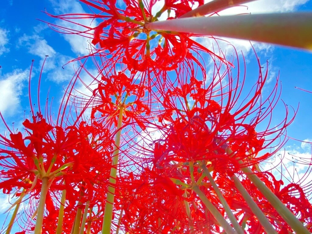 22年 全国のおすすめ彼岸花 ヒガンバナ の観光名所 定番から穴場まで Recotrip レコトリップ