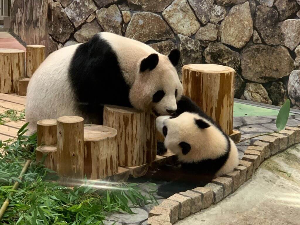 22年 全国の動物園おすすめスポット28選 子供連れやデートにも Recotrip レコトリップ 22年 全国の動物園おすすめスポット28選 子供連れやデートにも Recotrip レコトリップ
