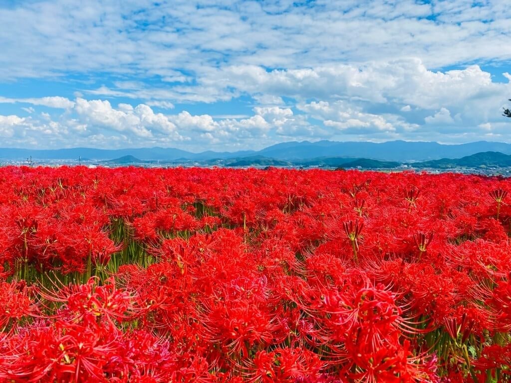 22年 全国のおすすめ彼岸花 ヒガンバナ の観光名所 定番から穴場まで Recotrip レコトリップ