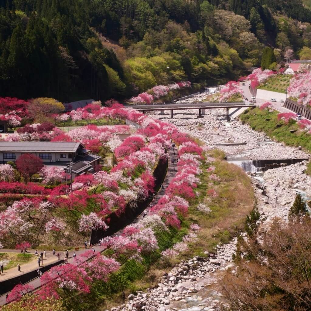 オーバーのアイテム取扱 観光旅行 旭川駅１４０円 市民の花ツツジ Www Toppolymers Com