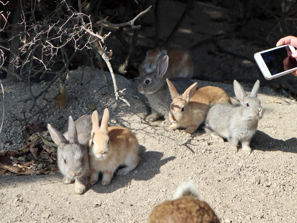 大久野島でうさぎと戯れたい それなら休暇村 大久野島に泊まろう Recotrip レコトリップ