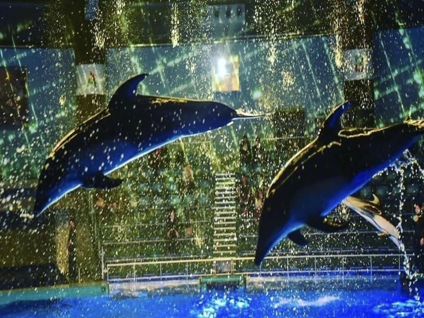 22年 全国の水族館おすすめスポット40選 デート先にも Recotrip レコトリップ