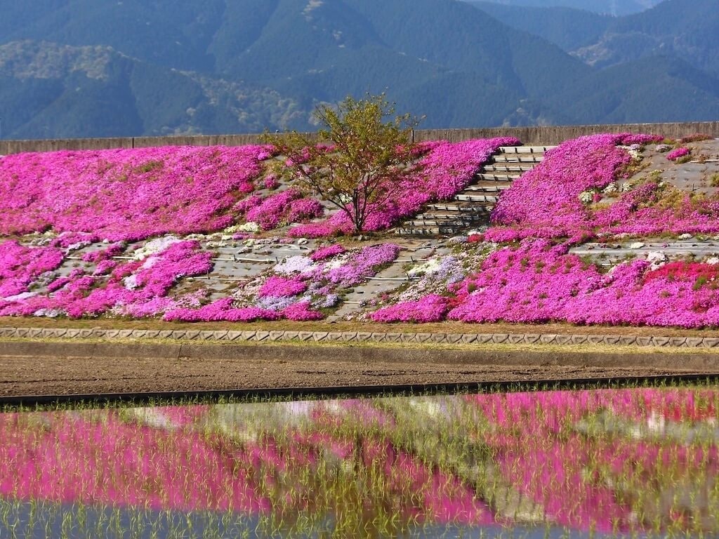 22年 中国 四国 九州の芝桜おすすめ名所23選 見頃や開花情報も Recotrip レコトリップ