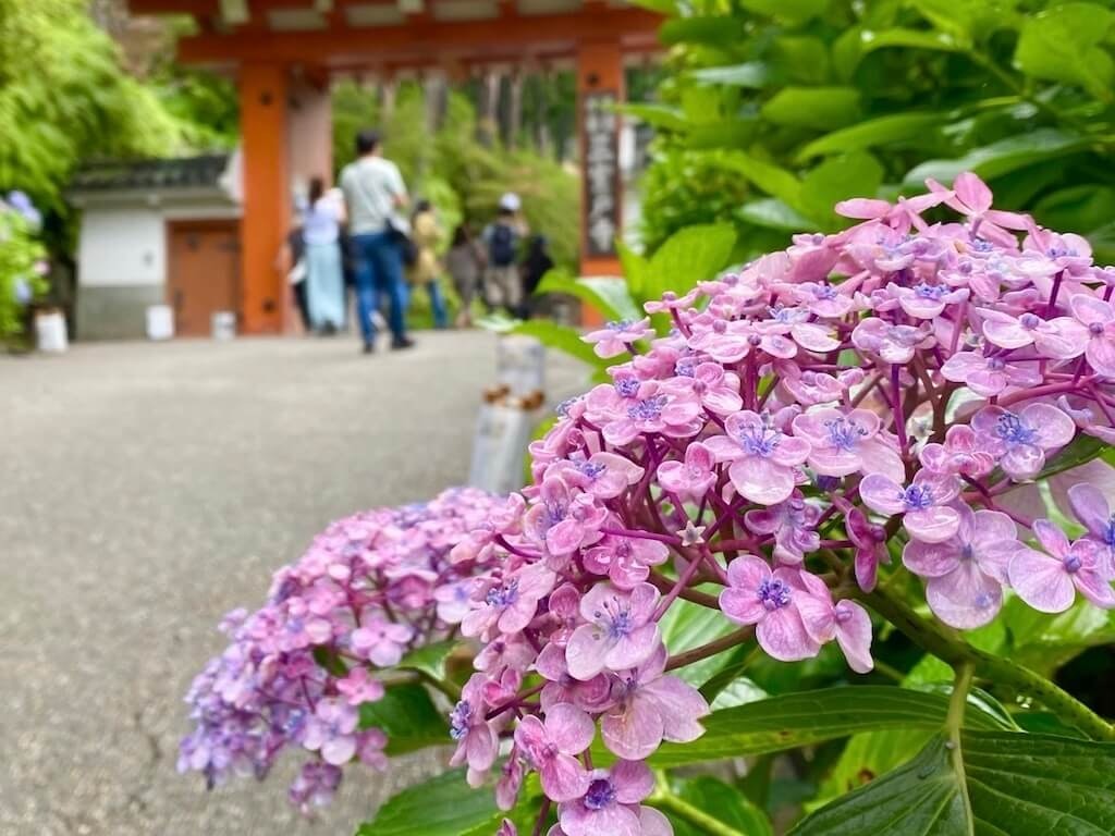 22年 関西の紫陽花 あじさい 名所 穴場16選 見頃や開花情報も Recotrip レコトリップ