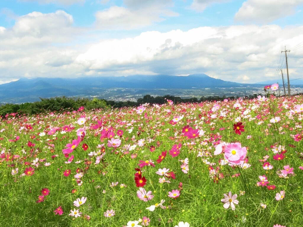 2023年】全国のコスモス（秋桜）の名所40選《定番の観光地からおすすめ穴場スポットまで！見頃の情報も♪》｜RECOTRIP（レコトリップ）