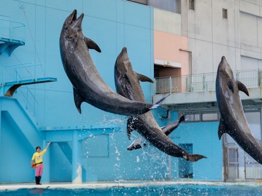 BGS 著しい 10 ゴールドラベル】天音かなた SSP 二人で水族館デート