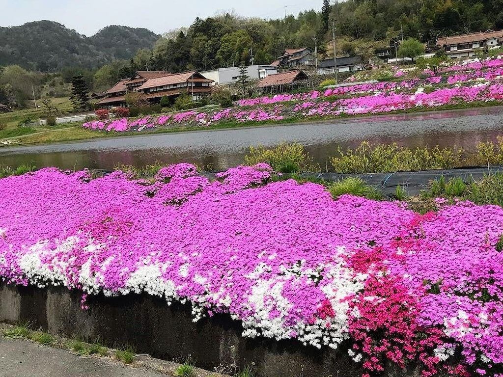 22年 中国 四国 九州の芝桜おすすめ名所23選 見頃や開花情報も Recotrip レコトリップ