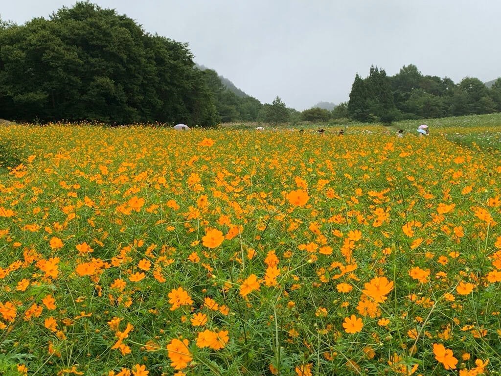 22年 全国でおすすめの秋桜 コスモス スポット38選 家族連れやデートにも Recotrip レコトリップ