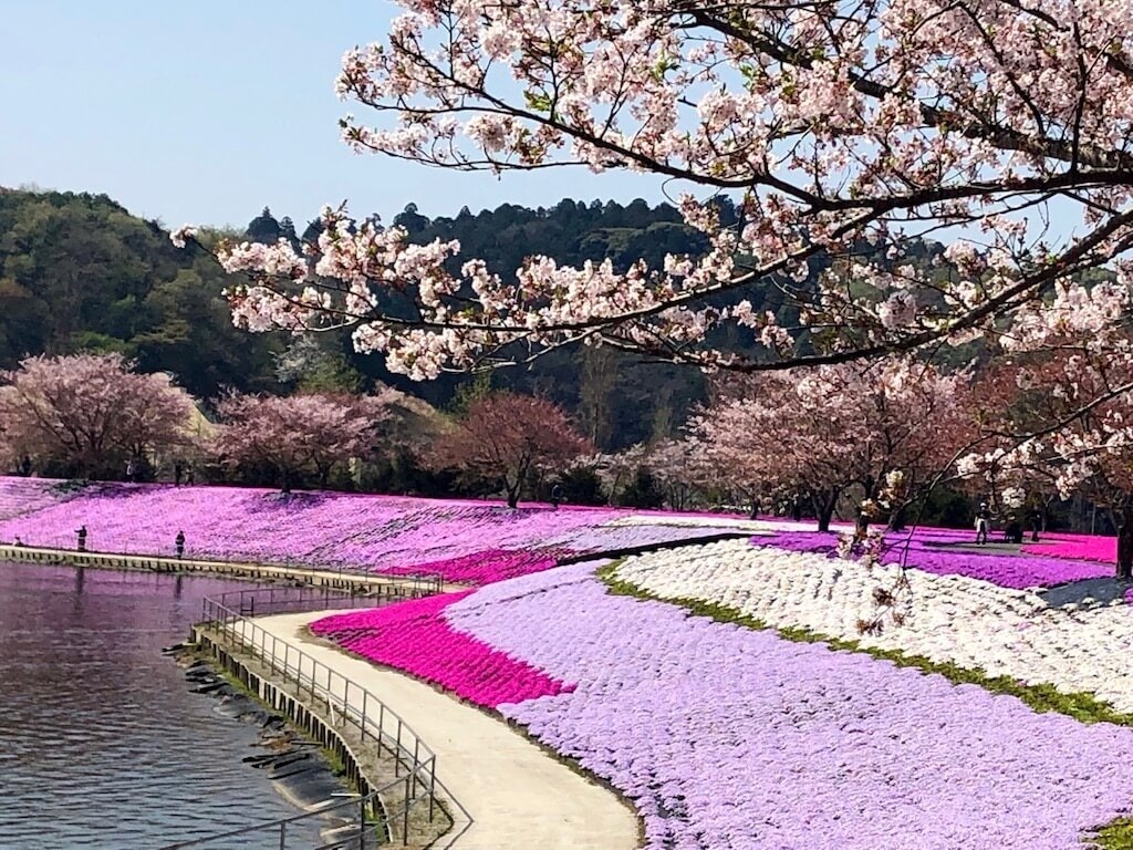 22年 北海道 東北 関東の芝桜おすすめスポット23選 見頃や開花情報も Recotrip レコトリップ