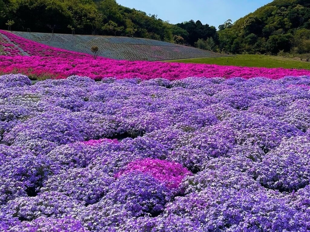 22年 中部 関西地方の芝桜おすすめ名所25選 見頃や開花情報も Recotrip レコトリップ