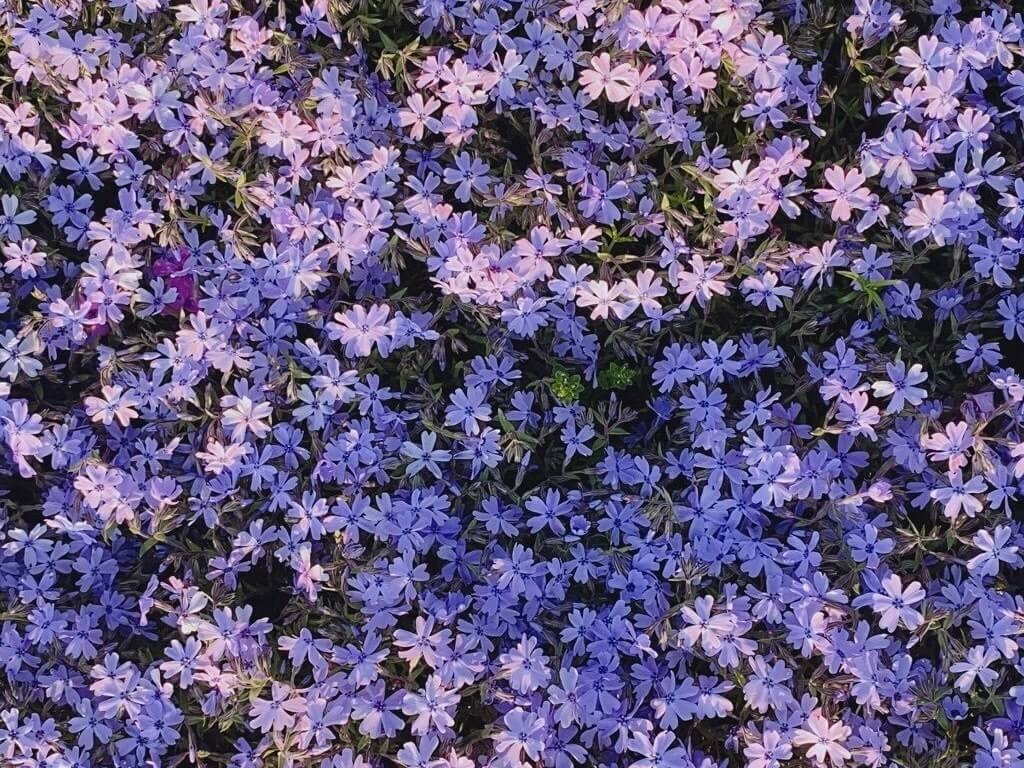 22年 中国 四国 九州の芝桜おすすめ名所23選 見頃や開花情報も Recotrip レコトリップ 22年 中国 四国 九州の芝桜おすすめ名所23選 見頃や開花情報も Recotrip レコトリップ