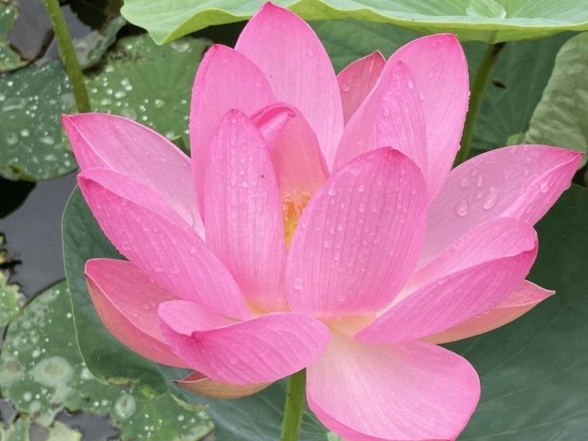 4周年記念イベントが 蓮の花地蔵 ピンク