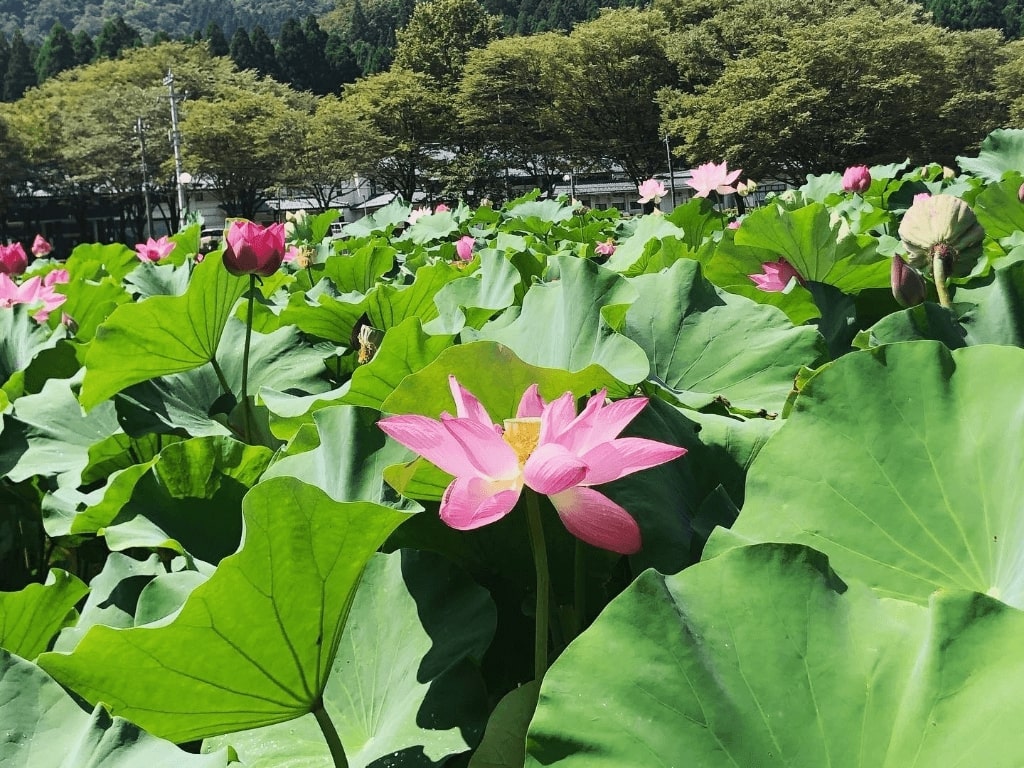 2023年】全国の蓮（ハス）の花の名所41選《見頃やイベント情報も！定番から穴場のスポットまで♪》｜RECOTRIP（レコトリップ）