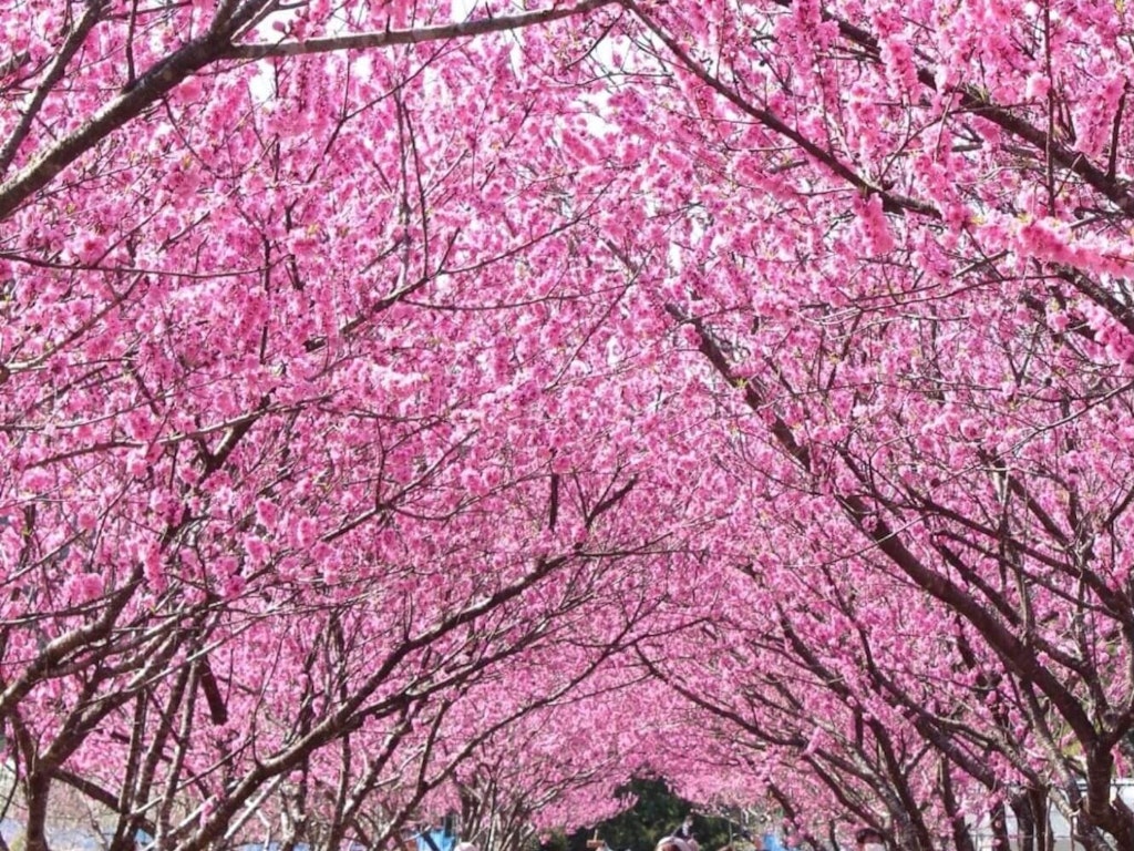 全国版 花桃 桃の花 の名所11選 22年の開花時期や見頃はいつ Recotrip レコトリップ