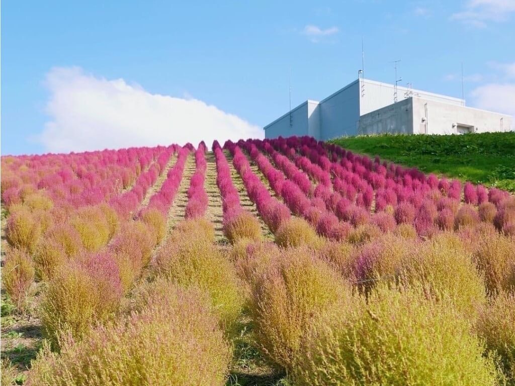 22年 全国のコキアの名所 おすすめ観光スポット22選 見頃情報も Recotrip レコトリップ