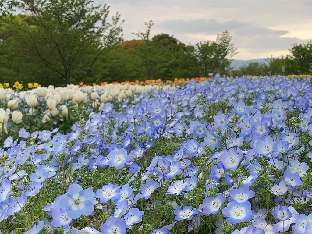 22年 全国のネモフィラの名所 おすすめスポット25選 見頃や開花情報も Recotrip レコトリップ 22年 全国のネモフィラの名所 おすすめスポット25選 見頃や開花情報も Recotrip レコトリップ