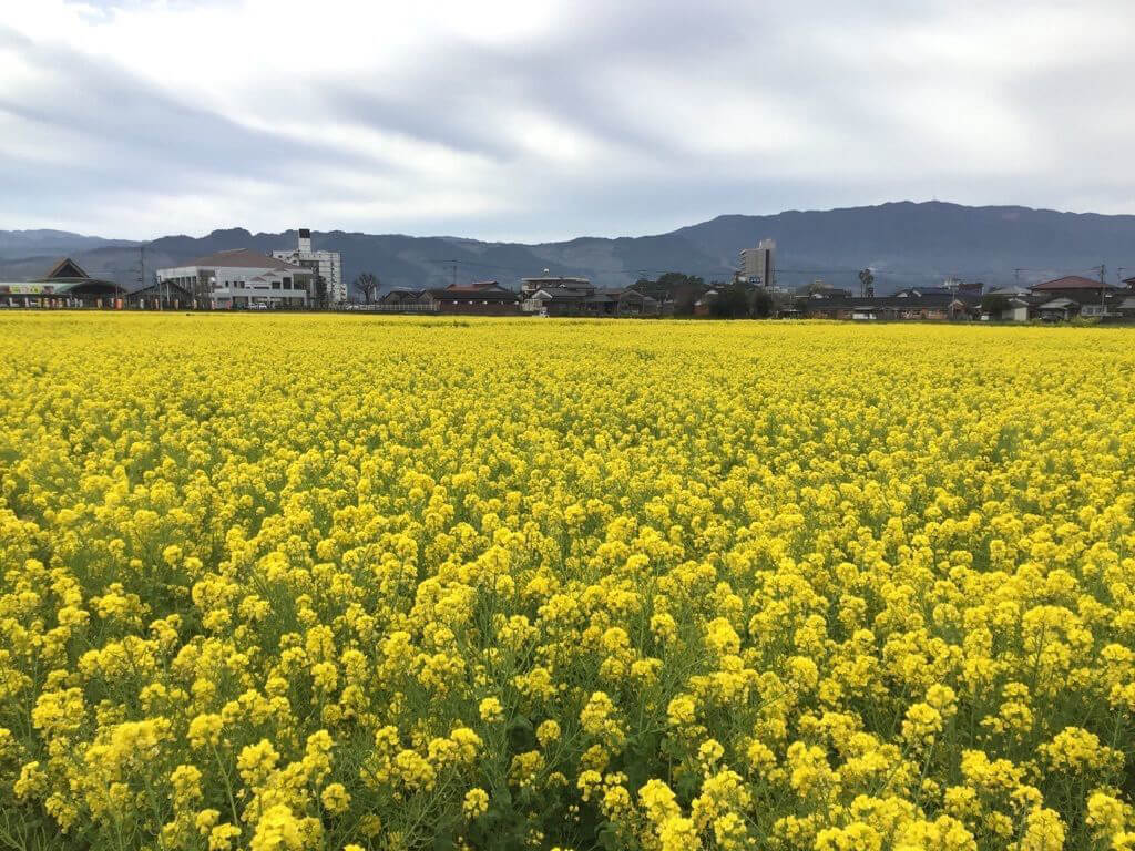格安激安菜の花が咲く　春の穏やかな鬼怒川　水彩画　茨城県平成29年度芸術祭　金賞　受賞者作品です。 自然、風景画