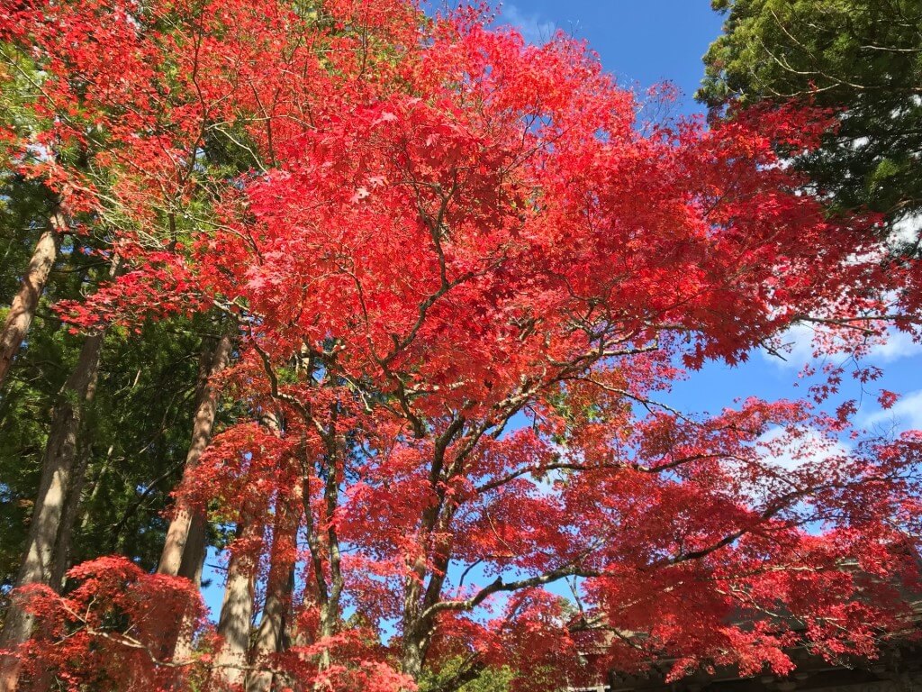 東京エレクトロン 株価 リアルタイム