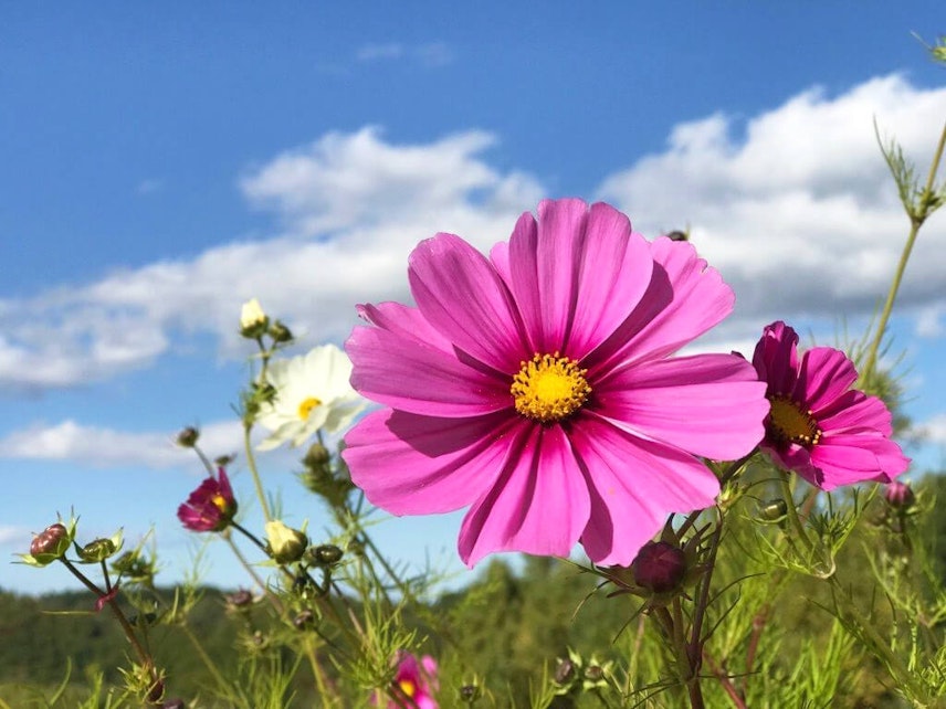 22年 全国でおすすめの秋桜 コスモス スポット38選 家族連れやデートにも Recotrip レコトリップ