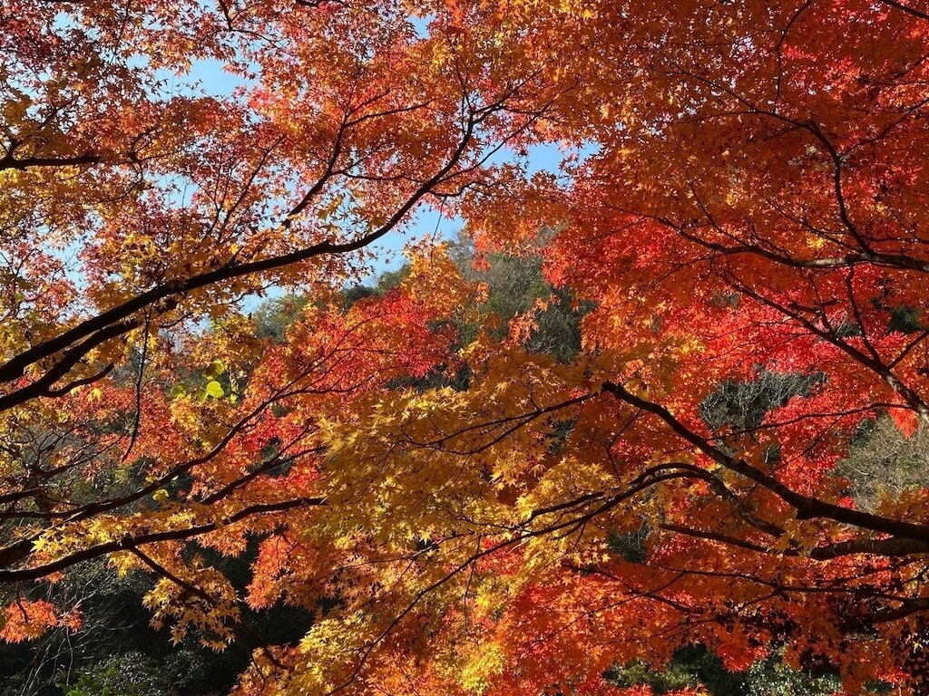 油彩3号木製額 「屋根シリーズ 紅葉」 無し