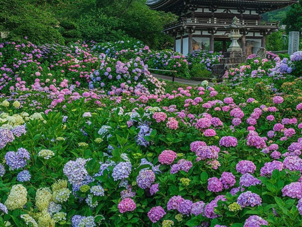 22年 関西の紫陽花 あじさい 名所 穴場16選 見頃や開花情報も Recotrip レコトリップ