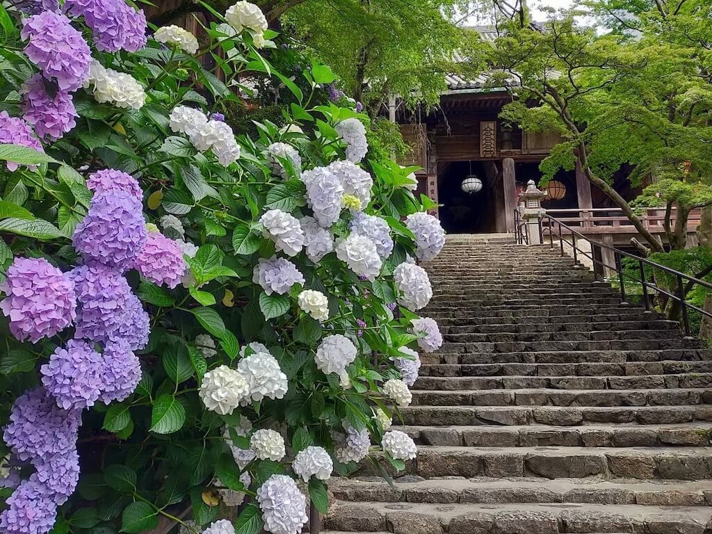 ❤️人気カテゴリー❤️ 色とりどりの紫陽花が可愛らしい袋帯◇六通柄