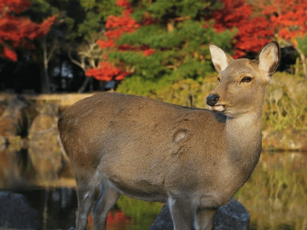 22 関西でおすすめの紅葉が美しい観光スポット30選 定番から穴場まで Recotrip レコトリップ