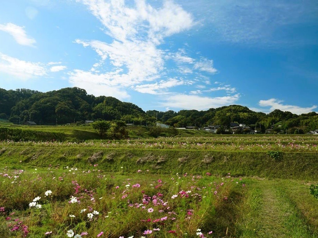 21年版 秋の絶景 関西のコスモスの名所 見頃 アクセスを紹介 Recotrip レコトリップ