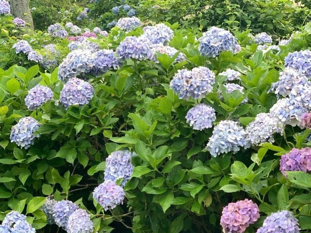 22年 関東の紫陽花 あじさい の名所選 見頃や開花情報も Recotrip レコトリップ