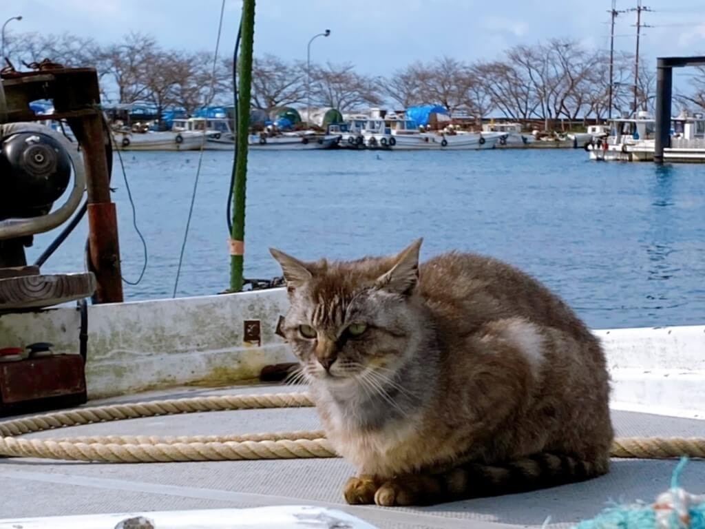 22年 猫 ネコ と出会える観光スポット30選 全国の猫島から看板猫のいる宿泊施設まで Recotrip レコトリップ