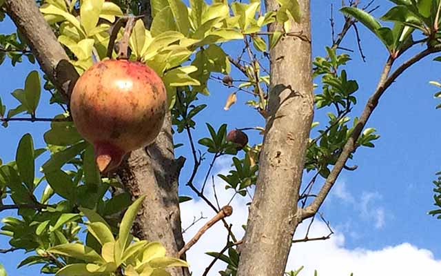 オリジナルエッセイ・高齢出産のすすめ