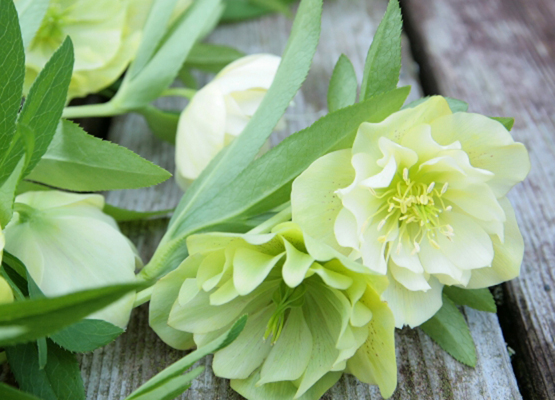 クリスマスローズ