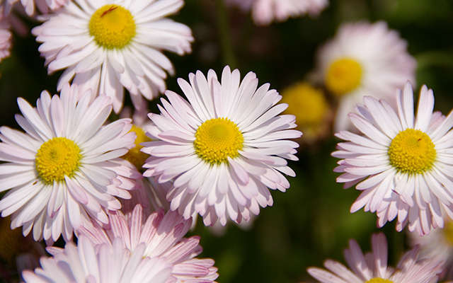 目の疲れに効くお茶編
