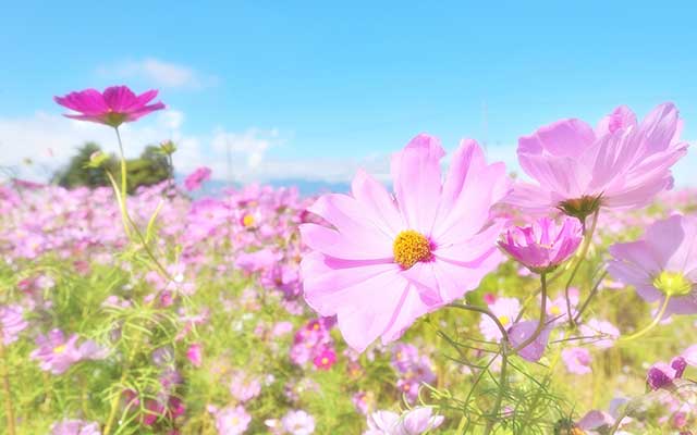 10月の花を知る