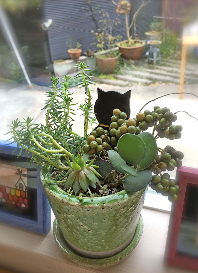 植物