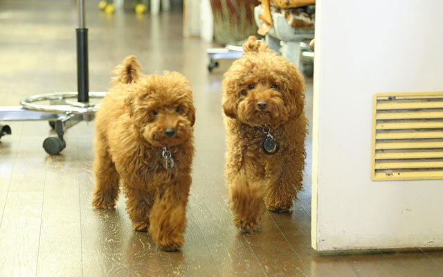 からあげとちょんまげ