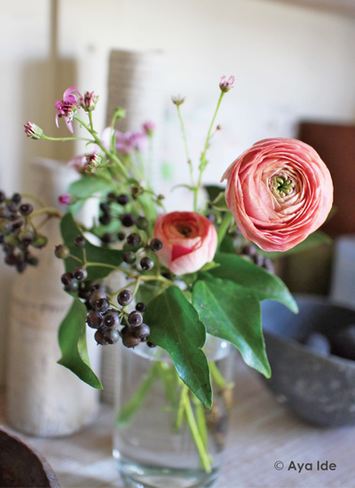 ヘデラベリー、サイネリア