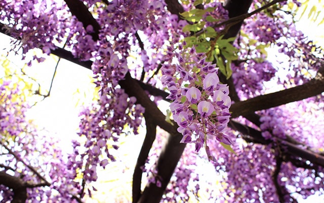 「名字」の雑学