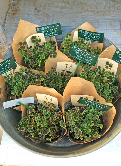 四葉のクローバー