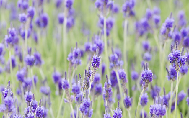 ラベンダー
