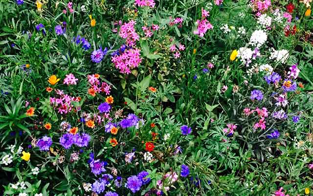 オリジナルエッセイ・高齢出産のすすめ