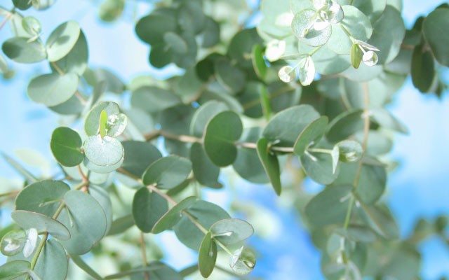 銀丸葉ユーカリ