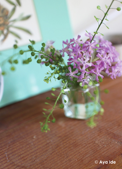 サクラコマチ、ナズナ